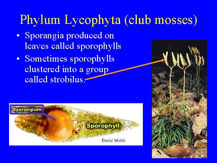 Phylum Lycophyta (club mosses) • Sporangia produced on leaves called sporophylls • Sometimes sporophylls