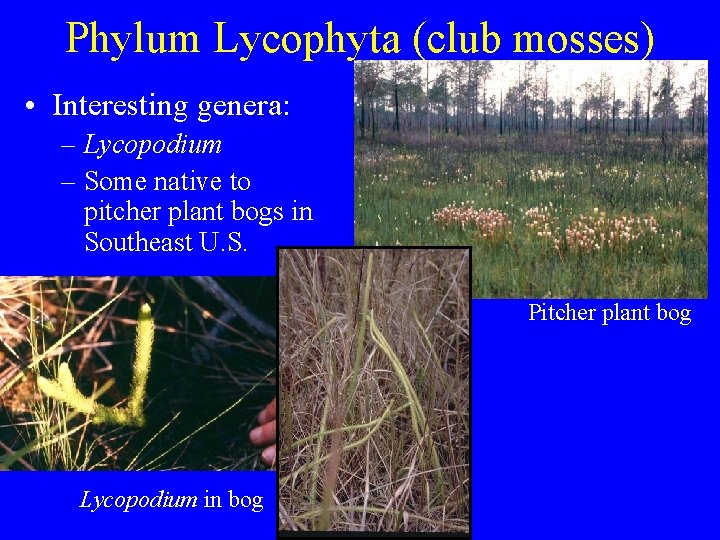 Phylum Lycophyta (club mosses) • Interesting genera: – Lycopodium – Some native to pitcher