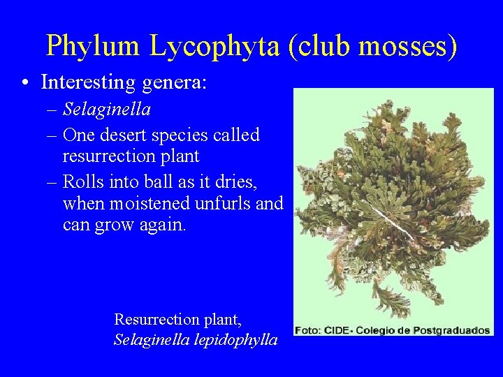 Phylum Lycophyta (club mosses) • Interesting genera: – Selaginella – One desert species called