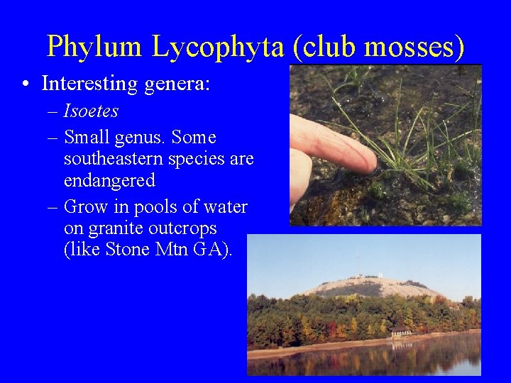 Phylum Lycophyta (club mosses) • Interesting genera: – Isoetes – Small genus. Some southeastern