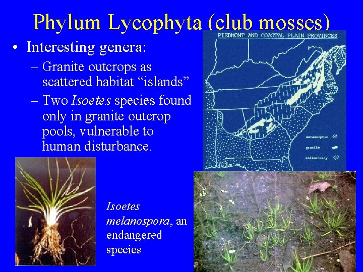 Phylum Lycophyta (club mosses) • Interesting genera: – Granite outcrops as scattered habitat “islands”