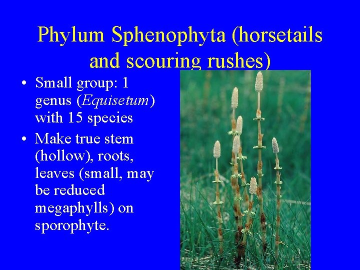 Phylum Sphenophyta (horsetails and scouring rushes) • Small group: 1 genus (Equisetum) with 15