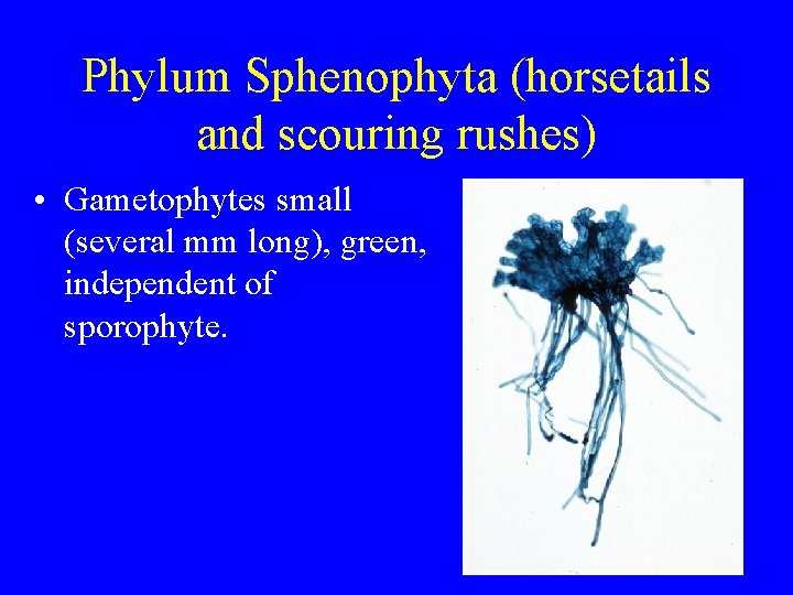 Phylum Sphenophyta (horsetails and scouring rushes) • Gametophytes small (several mm long), green, independent