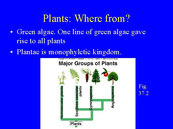 Plants: Where from? • Green algae. One line of green algae gave rise to