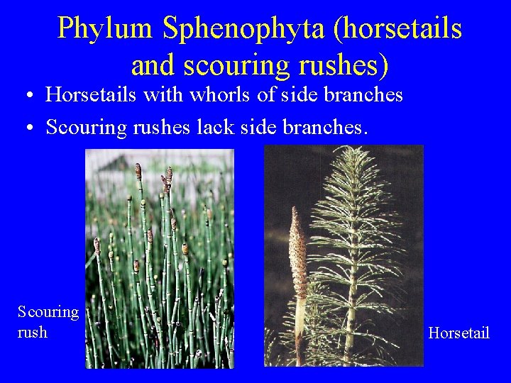 Phylum Sphenophyta (horsetails and scouring rushes) • Horsetails with whorls of side branches •