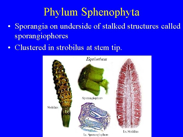 Phylum Sphenophyta • Sporangia on underside of stalked structures called sporangiophores • Clustered in