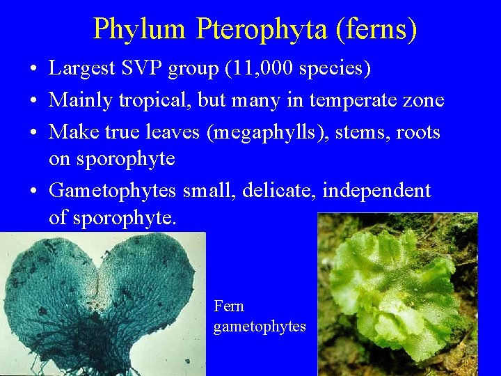 Phylum Pterophyta (ferns) • Largest SVP group (11, 000 species) • Mainly tropical, but