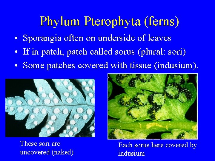 Phylum Pterophyta (ferns) • Sporangia often on underside of leaves • If in patch,