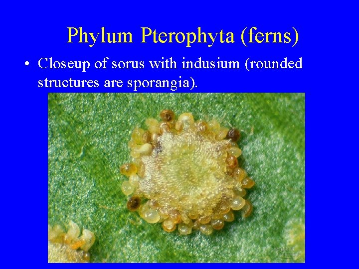 Phylum Pterophyta (ferns) • Closeup of sorus with indusium (rounded structures are sporangia). 