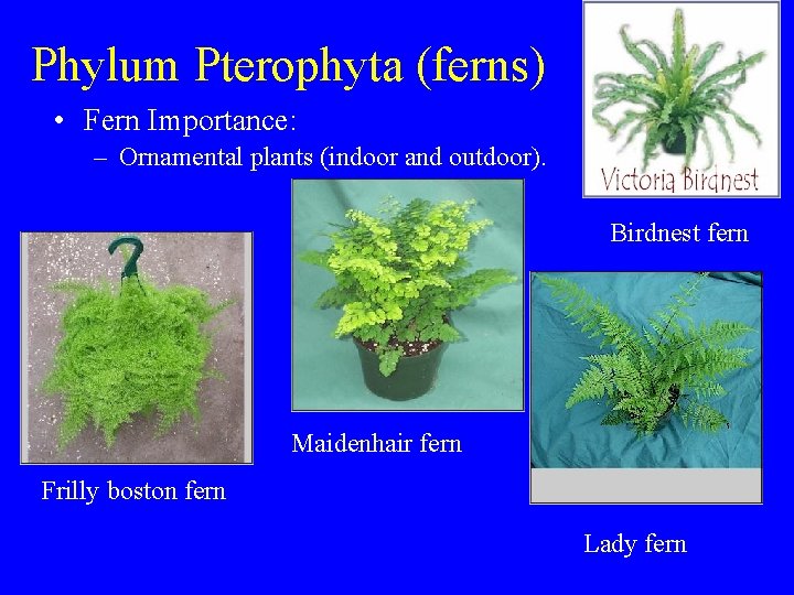 Phylum Pterophyta (ferns) • Fern Importance: – Ornamental plants (indoor and outdoor). Birdnest fern