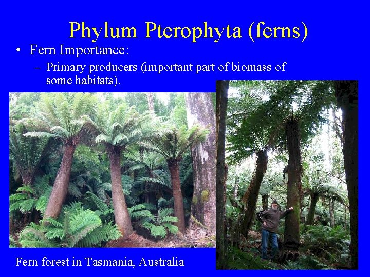 Phylum Pterophyta (ferns) • Fern Importance: – Primary producers (important part of biomass of