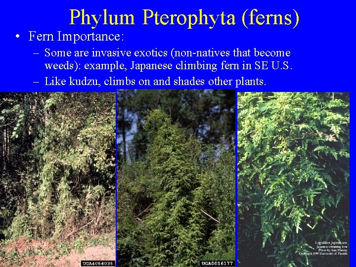 Phylum Pterophyta (ferns) • Fern Importance: – Some are invasive exotics (non-natives that become