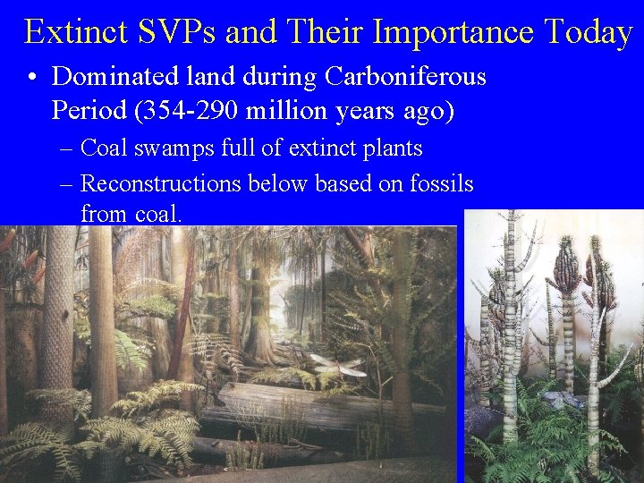 Extinct SVPs and Their Importance Today • Dominated land during Carboniferous Period (354 -290