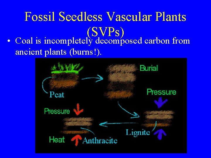Fossil Seedless Vascular Plants (SVPs) • Coal is incompletely decomposed carbon from ancient plants