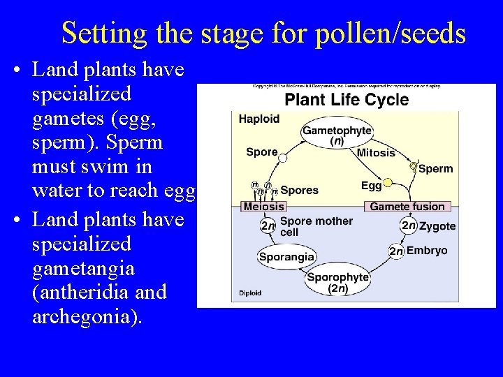 Setting the stage for pollen/seeds • Land plants have specialized gametes (egg, sperm). Sperm
