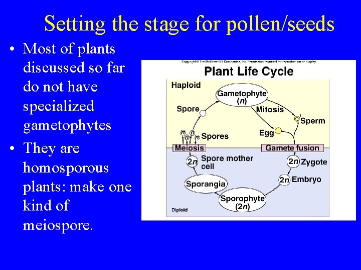 Setting the stage for pollen/seeds • Most of plants discussed so far do not