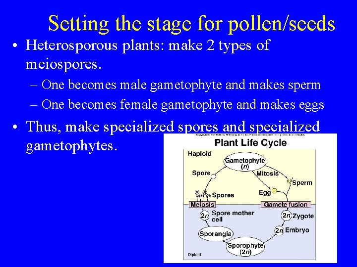 Setting the stage for pollen/seeds • Heterosporous plants: make 2 types of meiospores. –