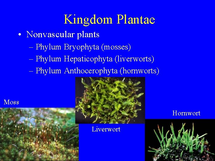 Kingdom Plantae • Nonvascular plants – Phylum Bryophyta (mosses) – Phylum Hepaticophyta (liverworts) –