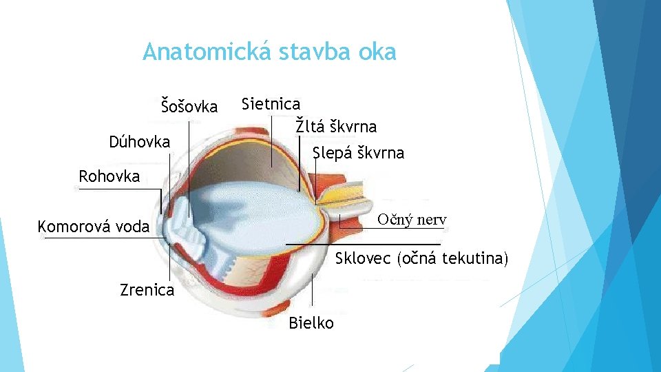 Anatomická stavba oka Šošovka Dúhovka Sietnica Žltá škvrna Slepá škvrna Rohovka Očný nerv Komorová