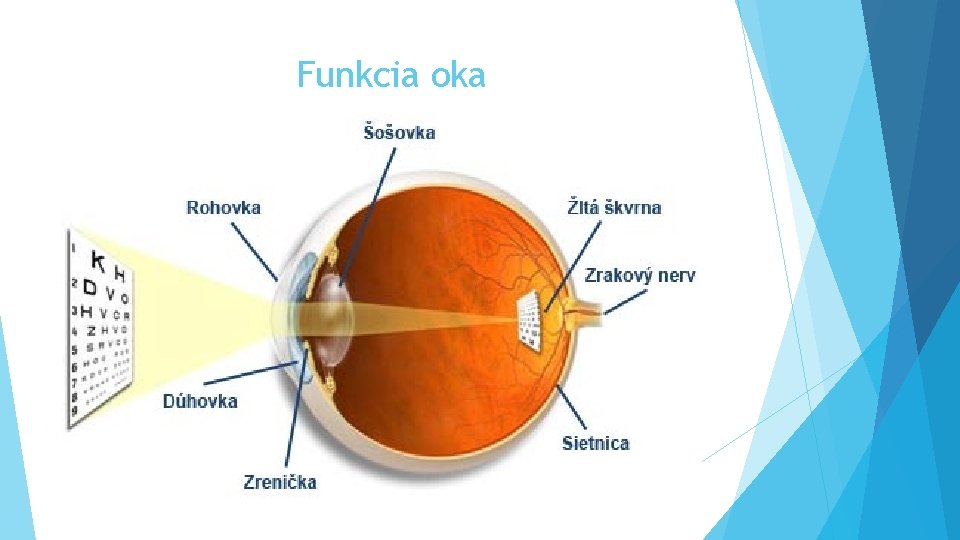 Funkcia oka 