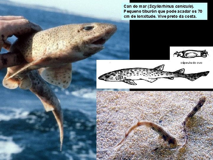 Can do mar (Scyliorhinus canicula). Pequeno tiburón que pode acadar os 70 cm de Can do mar (Scyliorhinus canicula). Pequeno tiburón que pode acadar os 70 cm de