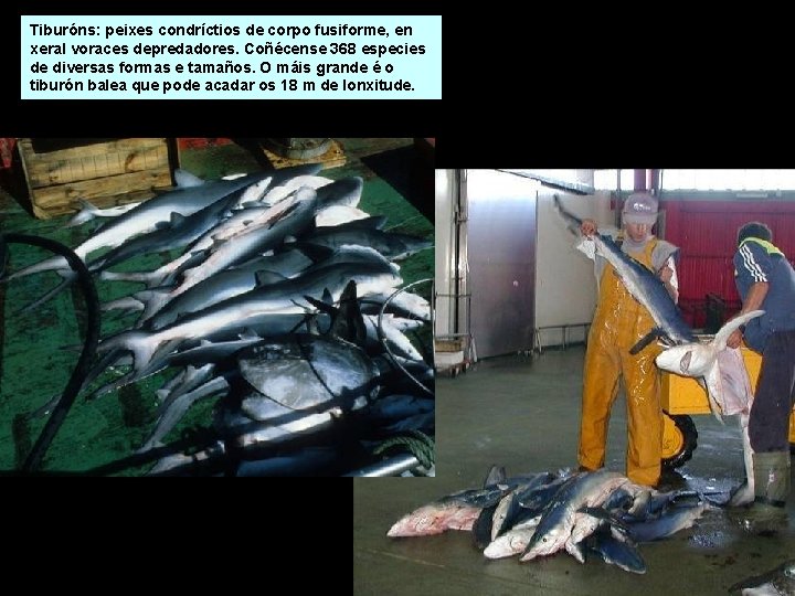 Tiburóns: peixes condríctios de corpo fusiforme, en xeral voraces depredadores. Coñécense 368 especies de Tiburóns: peixes condríctios de corpo fusiforme, en xeral voraces depredadores. Coñécense 368 especies de