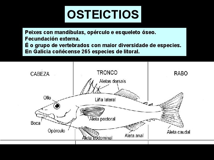 OSTEICTIOS Peixes con mandíbulas, opérculo e esqueleto óseo. Fecundación externa. É o grupo de OSTEICTIOS Peixes con mandíbulas, opérculo e esqueleto óseo. Fecundación externa. É o grupo de