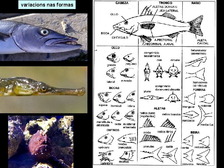 variacions nas formas variacions nas formas