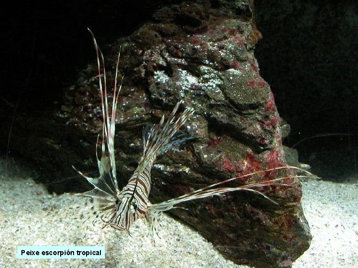Peixe escorpión tropical Peixe escorpión tropical