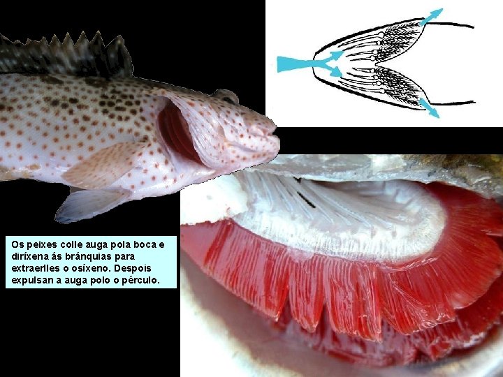 Os peixes colle auga pola boca e diríxena ás bránquias para extraerlles o osíxeno. Os peixes colle auga pola boca e diríxena ás bránquias para extraerlles o osíxeno.