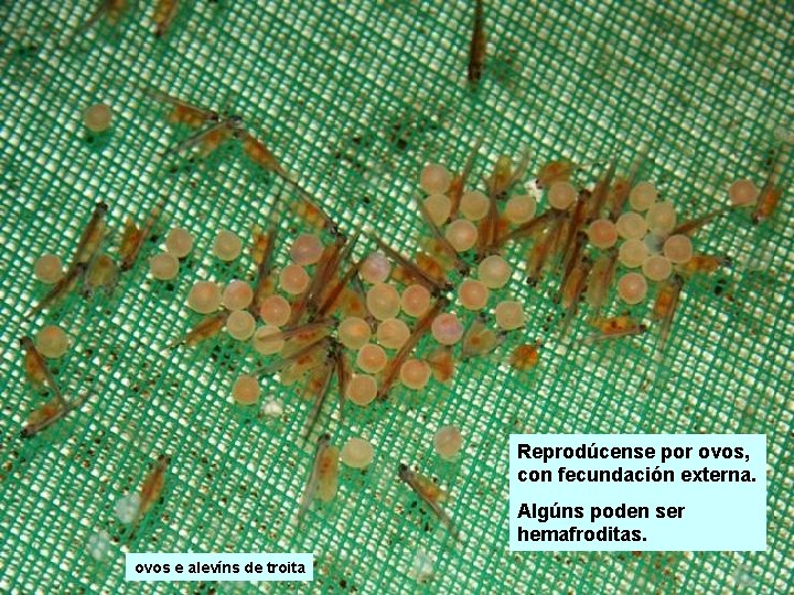 Reprodúcense por ovos, con fecundación externa. Algúns poden ser hemafroditas. ovos e alevíns de Reprodúcense por ovos, con fecundación externa. Algúns poden ser hemafroditas. ovos e alevíns de
