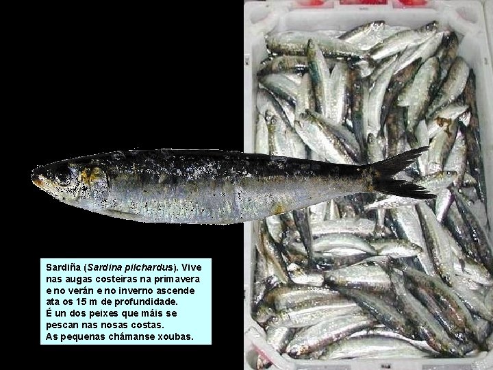 Sardiña (Sardina pilchardus). Vive nas augas costeiras na primavera e no verán e no Sardiña (Sardina pilchardus). Vive nas augas costeiras na primavera e no verán e no