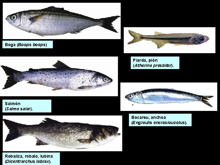 Boga (Boops boops) Piarda, pión (Atherina presbiter). Salmón (Salmo salar). Bocareu, anchoa (Engraulis encrasioucolus). Boga (Boops boops) Piarda, pión (Atherina presbiter). Salmón (Salmo salar). Bocareu, anchoa (Engraulis encrasioucolus).
