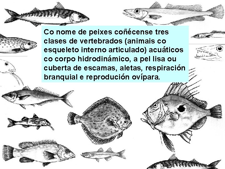 Co nome de peixes coñécense tres clases de vertebrados (animais co esqueleto interno articulado) Co nome de peixes coñécense tres clases de vertebrados (animais co esqueleto interno articulado)
