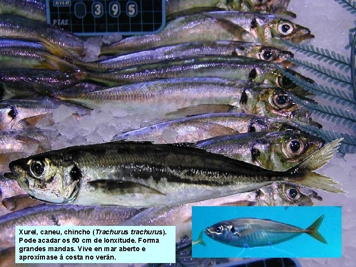 Xurel, caneu, chincho (Trachurus trachurus). Pode acadar os 50 cm de lonxitude. Forma grandes Xurel, caneu, chincho (Trachurus trachurus). Pode acadar os 50 cm de lonxitude. Forma grandes