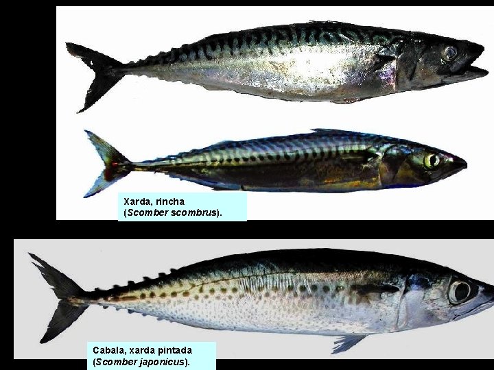 Xarda, rincha (Scomber scombrus). Cabala, xarda pintada (Scomber japonicus). Xarda, rincha (Scomber scombrus). Cabala, xarda pintada (Scomber japonicus).
