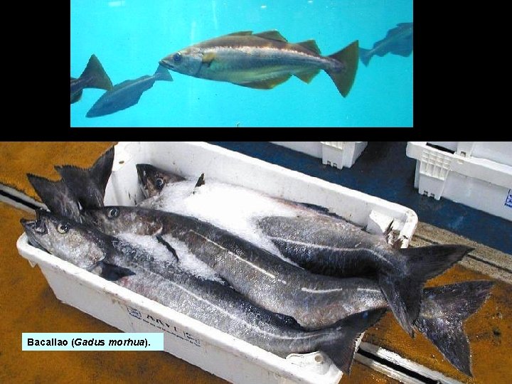 Bacallao (Gadus morhua). Bacallao (Gadus morhua).