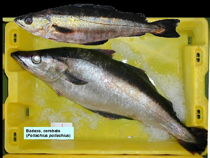 Badexo, corobelo (Pollachius pollachius) Badexo, corobelo (Pollachius pollachius)