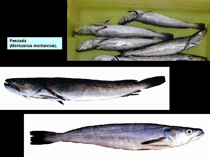 Pescada (Merluccius merluccius). Pescada (Merluccius merluccius).