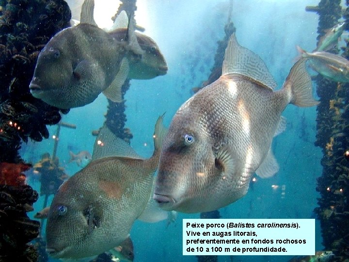 Peixe porco (Balistes carolinensis). Vive en augas litorais, preferentemente en fondos rochosos de 10 Peixe porco (Balistes carolinensis). Vive en augas litorais, preferentemente en fondos rochosos de 10