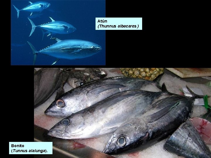 Atún (Thunnus albacares ) Bonito (Tunnus alalunga). Atún (Thunnus albacares ) Bonito (Tunnus alalunga).