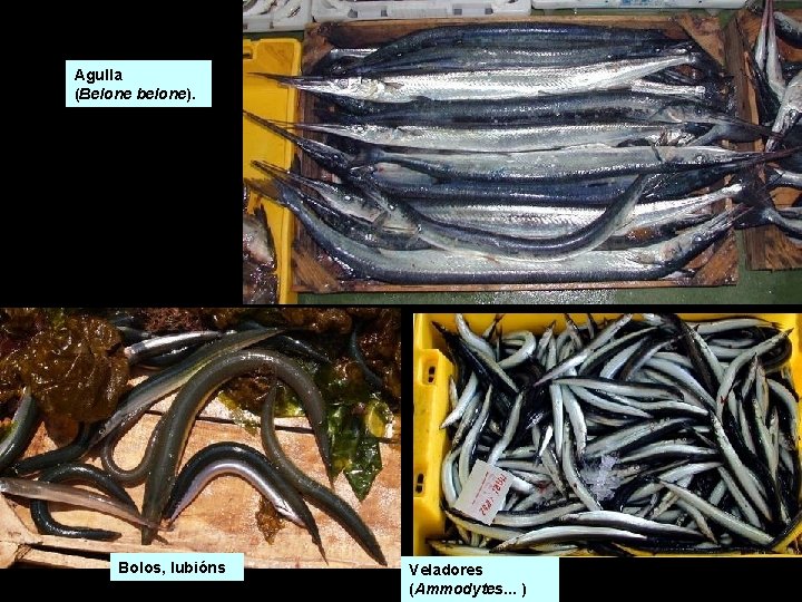 Agulla (Belone belone). Bolos, lubións Veladores (Ammodytes. . . ) Agulla (Belone belone). Bolos, lubións Veladores (Ammodytes. . . )