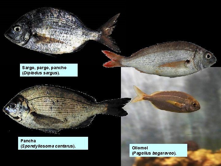 Sargo, pancho (Diplodus sargus). Pancha (Spondyliosoma cantarus). Ollomol (Pagellus bogaraveo). Sargo, pancho (Diplodus sargus). Pancha (Spondyliosoma cantarus). Ollomol (Pagellus bogaraveo).