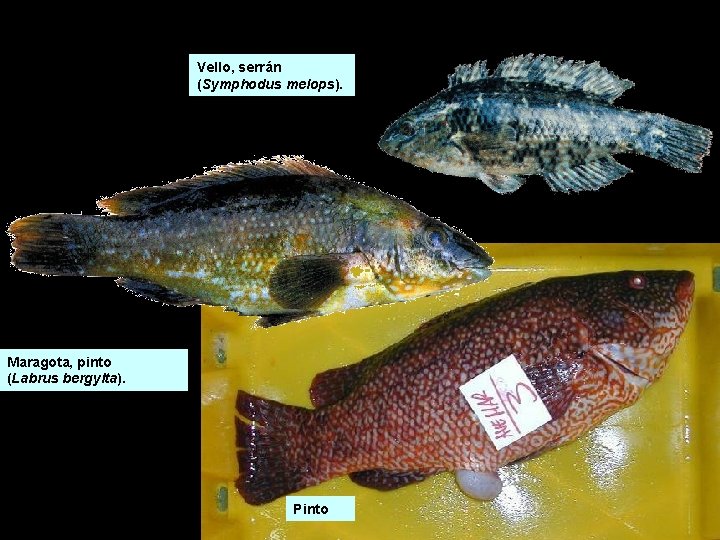 Vello, serrán (Symphodus melops). Maragota, pinto (Labrus bergylta). Pinto Vello, serrán (Symphodus melops). Maragota, pinto (Labrus bergylta). Pinto