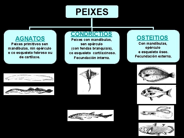 PEIXES AGNATOS Peixes primitivos sen mandíbulas, nin opérculo e co esqueleto febroso ou de PEIXES AGNATOS Peixes primitivos sen mandíbulas, nin opérculo e co esqueleto febroso ou de