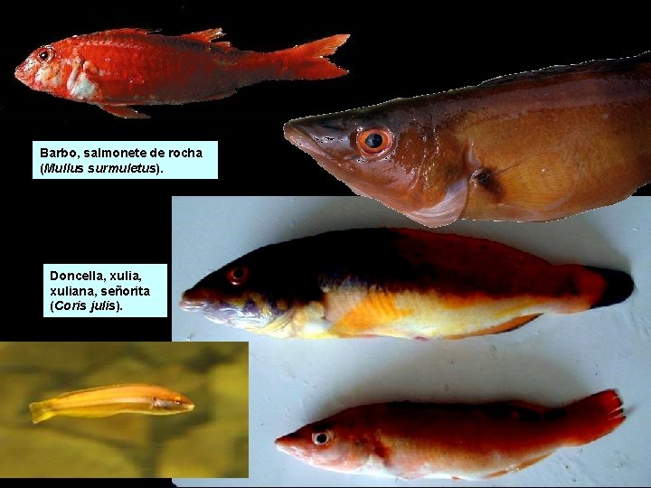 Barbo, salmonete de rocha (Mullus surmuletus). Doncella, xulia, xuliana, señorita (Coris julis). Barbo, salmonete de rocha (Mullus surmuletus). Doncella, xulia, xuliana, señorita (Coris julis).