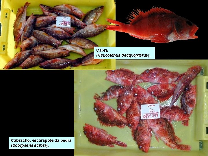 Cabra (Helicolenus dactylopterus). Cabracho, escarapote da pedra (Scorpaena scrofa). Cabra (Helicolenus dactylopterus). Cabracho, escarapote da pedra (Scorpaena scrofa).