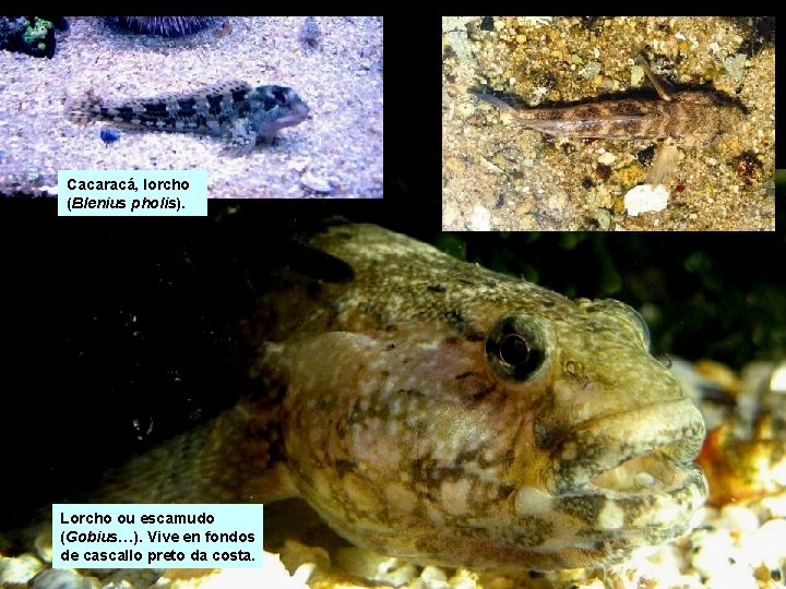 Cacaracá, lorcho (Blenius pholis). Lorcho ou escamudo (Gobius…). Vive en fondos de cascallo preto Cacaracá, lorcho (Blenius pholis). Lorcho ou escamudo (Gobius…). Vive en fondos de cascallo preto