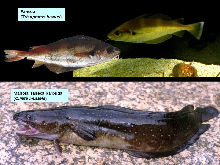 Faneca (Trisopterus luscus). Mariola, faneca barbuda (Ciliata mustela). Faneca (Trisopterus luscus). Mariola, faneca barbuda (Ciliata mustela).