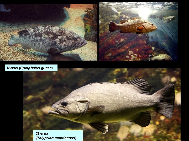 Meros (Epinphelus guaza) Cherna (Polyprion americanus). Meros (Epinphelus guaza) Cherna (Polyprion americanus).